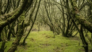 Floresta de laurissilva, Ilhas Canárias
