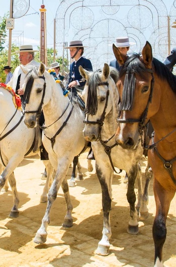 Pferdemesse von Jerez de la Frontera
