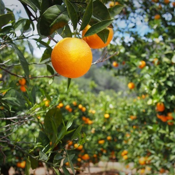 Pomar de laranjeiras em Valência