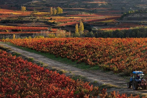 Paysage de la route du vin de la Rioja Alavesa