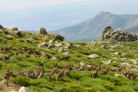 Mountain goats in El Puerto del Peón, Sierra de Gredos 