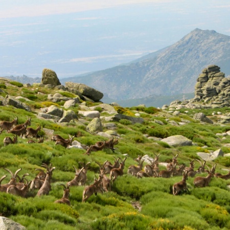 Mountain goats in El Puerto del Peón, Sierra de Gredos
