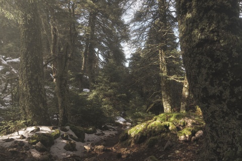 Floresta de abeto-espanhol no Parque Nacional da Sierra de las Nieves, Málaga