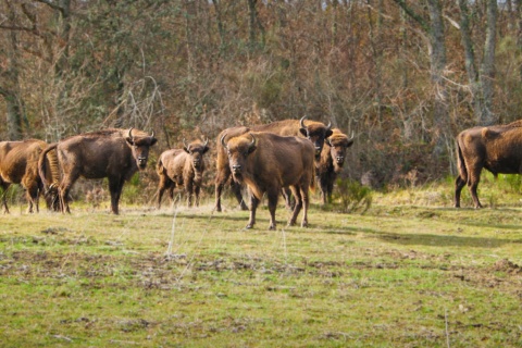 Bison Bonasus. European Bison Reserve and Visitor Centre
