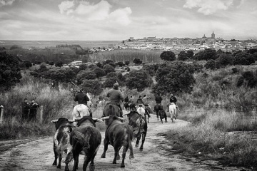 シウダッド・ロドリーゴ（カスティージャ・イ・レオン州サラマンカ県）の「闘牛カーニバル」での騎馬牛追い