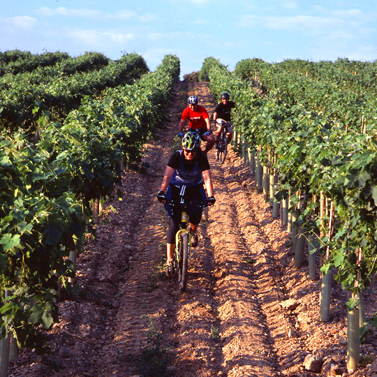 Cycle tourism through vineyards in Barbastro 
