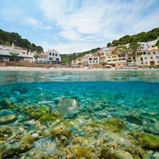 Views from the water of the great diversity of species to be seen snorkelling in Cala Sa Tuna, Begur, Girona