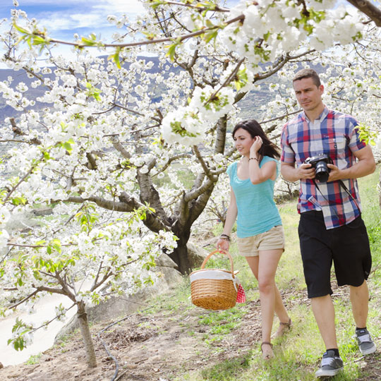  Пара в окружении цветущих вишневых деревьев в Валье-дель-Херте (Эстремадура) 
