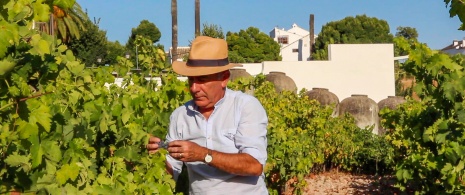 Agricultor cuidando los viñedos en la localidad de Lucena en Córdoba, Andalucía
