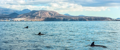 Delfines cerca de la costa en Tenerife, Islas Canarias