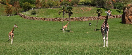 Des girafes au parc naturel de Cabárceno