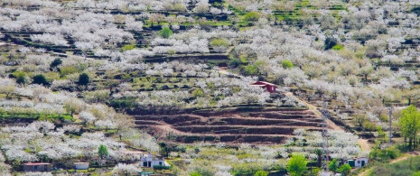Veduta della fioritura dei ciliegi nella Valle del Jerte a Cáceres, Estremadura