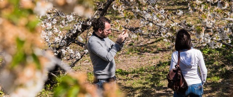 Pareja sacando una foto entre cerezos en flor en el Valle del Jerte, Extremadura