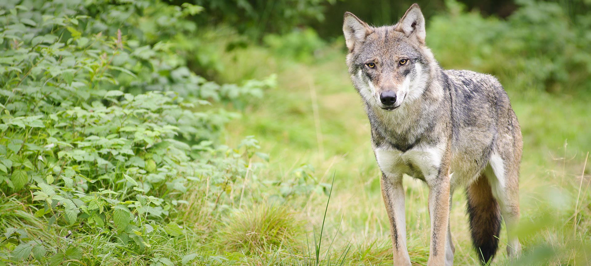 エル オスキージョ公園 Spain Info