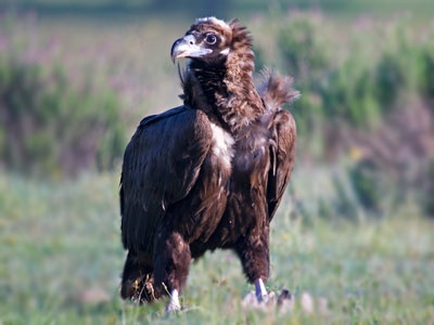 Cinereous vulture 