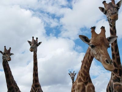 Giraffes at Castillo de Las Guardas park (Seville) 