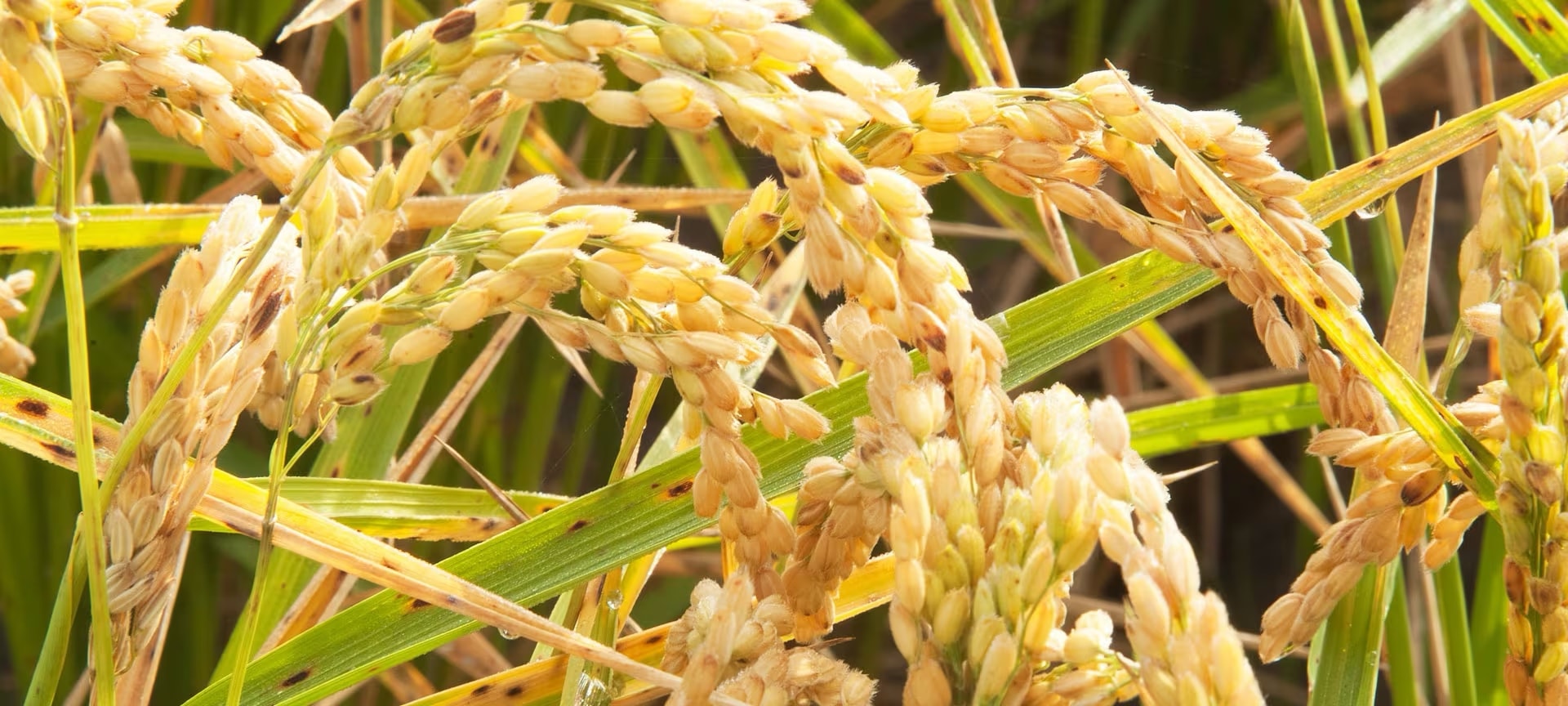 حقل الارز حقل الارز