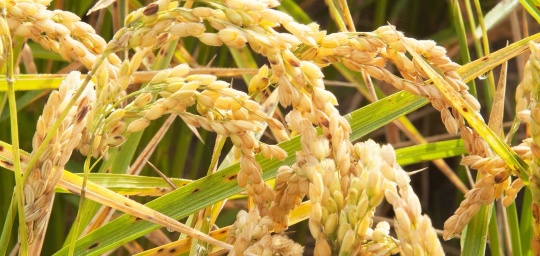 Rice paddy