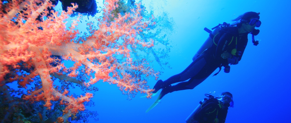 Scuba divers Scuba divers