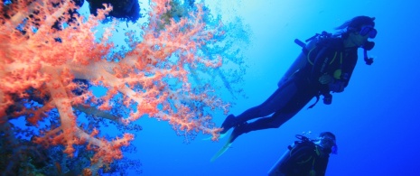 Scuba divers
