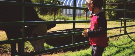 Girl with a cow. Agrotourism