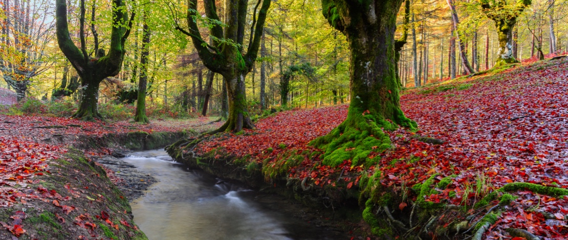 Otzarreta Beech Forest. Gorbea Natural Park, Basque Country