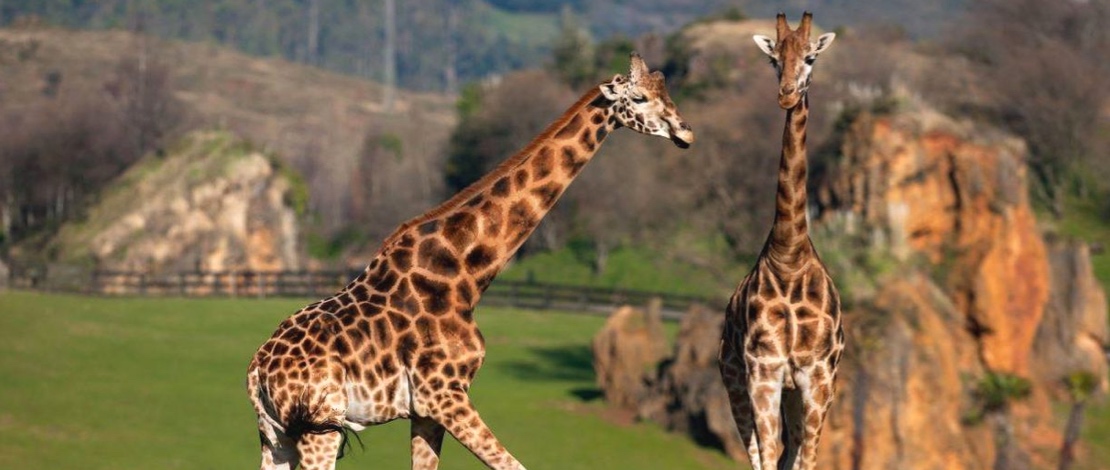 زرافات في حديقة كابارسينو الطبيعية زرافات في حديقة كابارسينو الطبيعية