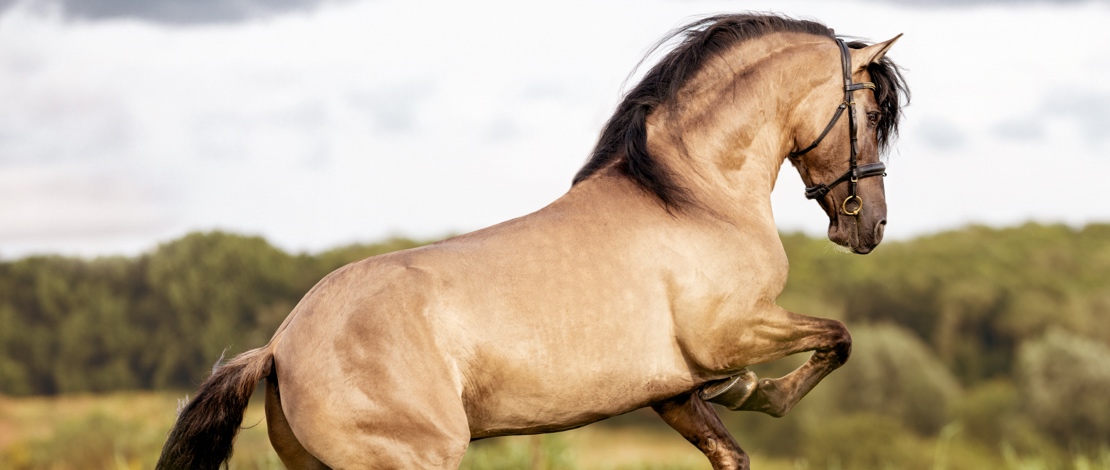 الخيول الإسبانية الأصيلة