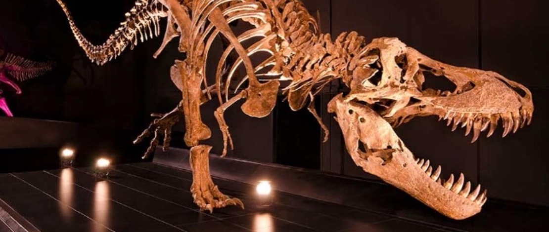 تيرانوصور ريكس في متحف للحفريات القديمة بتيرويل تيرانوصور ريكس في متحف للحفريات القديمة بتيرويل