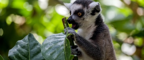 Bioparc Fuengirola