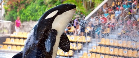 Loro Parque