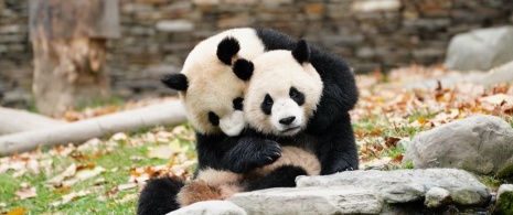 Madrid Zoo