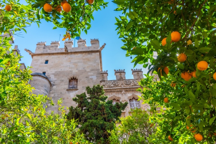 طول الأرز في فالنسيا