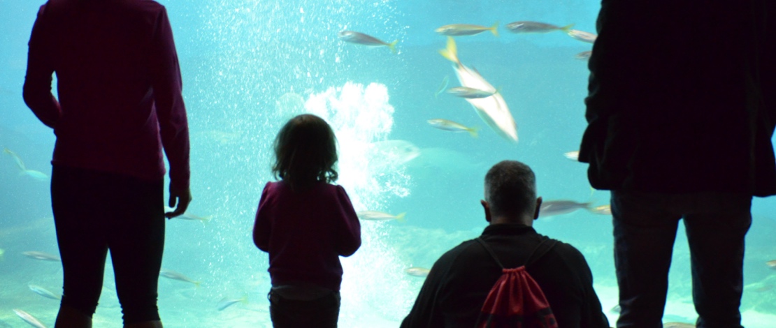 حوض الأسماك أكواریوم إشبيلية حوض الأسماك أكواریوم إشبيلية