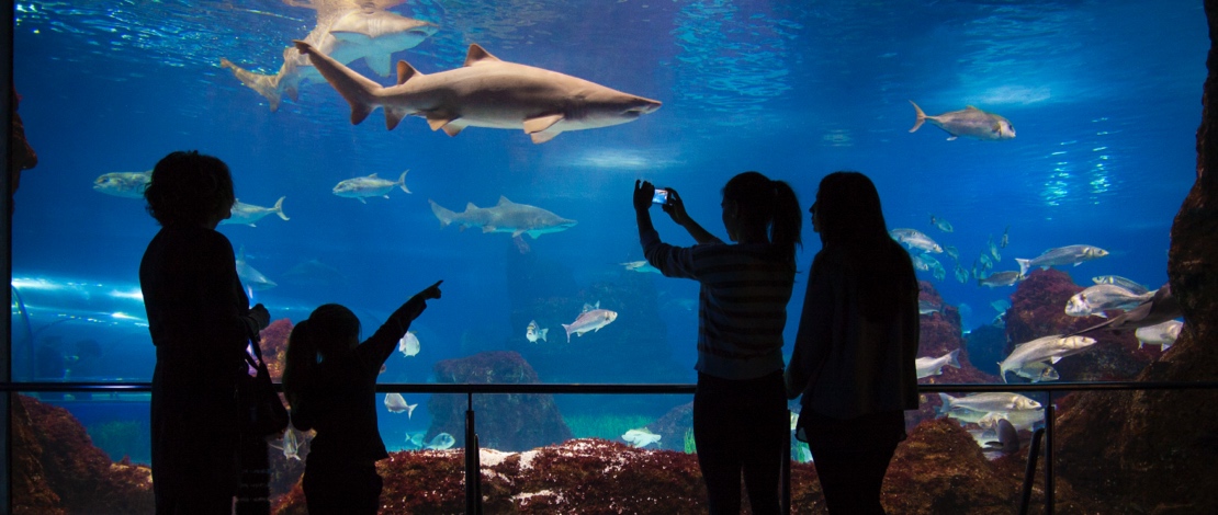 Family visiting the Barcelona Aquarium Family visiting the Barcelona Aquarium