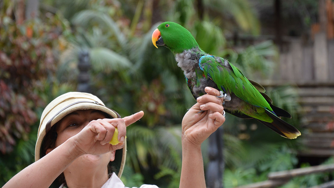 لورو بارك في تينيريفي، جزر الكناري لورو بارك في تينيريفي، جزر الكناري
