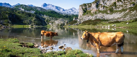 Covadonga lake in Picos de Europa National Park, Asturias