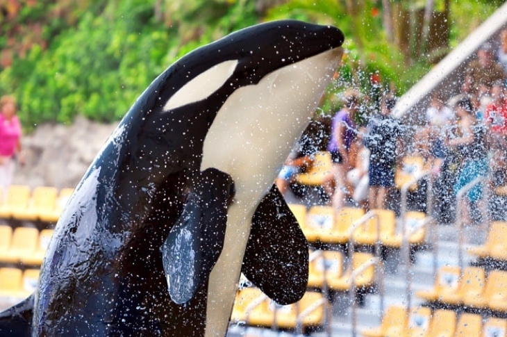 Orca in Loro Parque, Tenerife Orca in Loro Parque, Tenerife