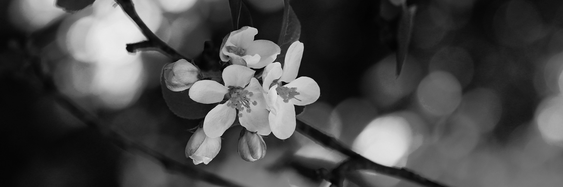 Orangenblüte