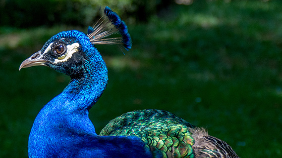 Ein Pfau im Profil zeigt seine Brust und seinen Hals in intensivem Kobaltblau.