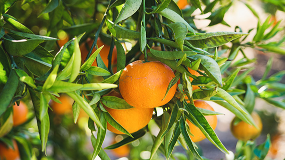 Eine Nahaufnahme von reifen Orangen mit rauer, glänzender Schale, die zwischen den dichten, grünen, länglichen Blättern eines Orangenbaums hervorragen