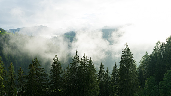 Im Vordergrund bahnen sich die spitzen, dunklen Baumkronen eines Kiefernwaldes ihren Weg durch eine dichte Masse weißer Wolken