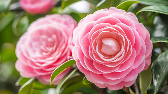 Im Vordergrund entfalten zwei üppige rosa Kamelien ihre unzähligen, rundlichen Blütenblätter