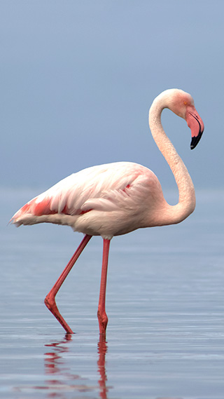 Ein großer Flamingo mit hellem, rosafarbenem Gefieder gleitet langsam über die Wasseroberfläche