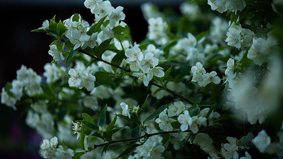 Ein Strauß weißer Jasminblüten mit geöffneten, zarten Blütenblättern hebt sich von den grünen Blättern ab