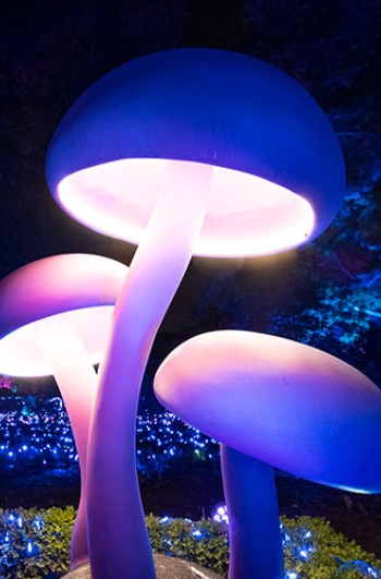 Natura Illuminata «Origine». Barcellona