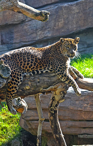 Léopard dans le Bioparc de Valence