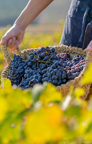 Raisins dans les vignobles de Requena-Utiel, province de Valence
