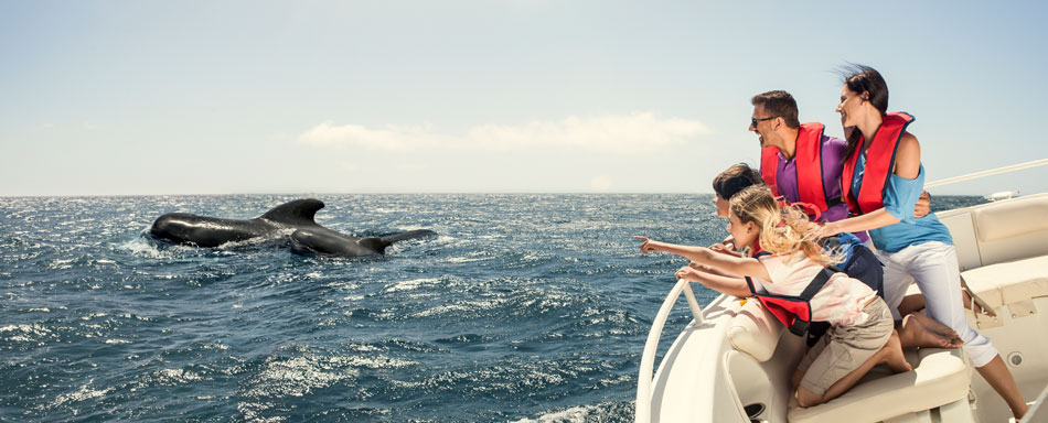 Whale watching in La Palma