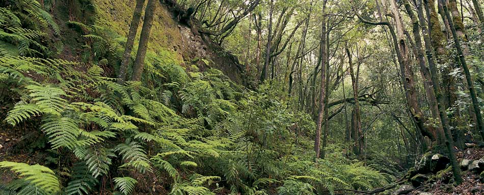 Forest in Garajonay National Park